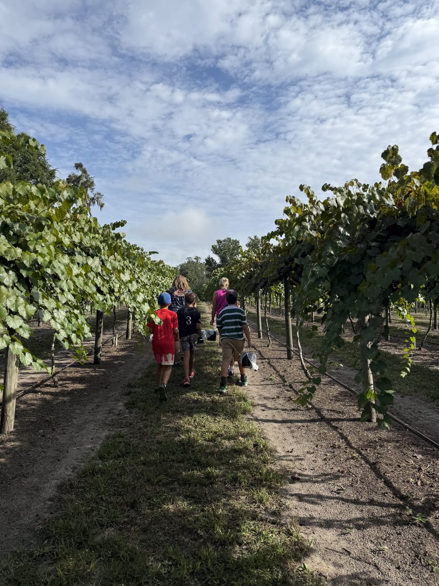 Seasons Schoolhouse homeschool field trip — vineyard walk in North Florida