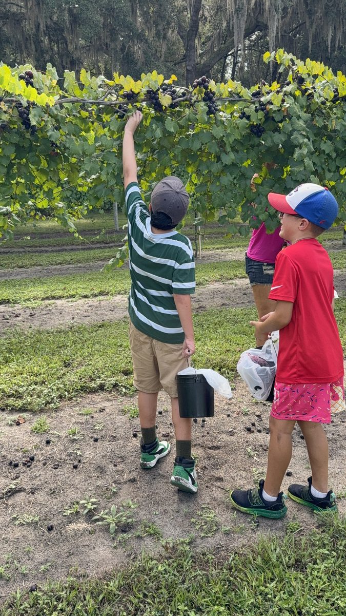 Homeschool students hands-on grape harvest with Seasons Schoolhouse, Florida