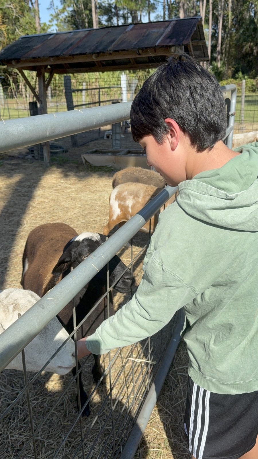Student in green hoodie gently feeding sheep and goats at a Florida farm field trip